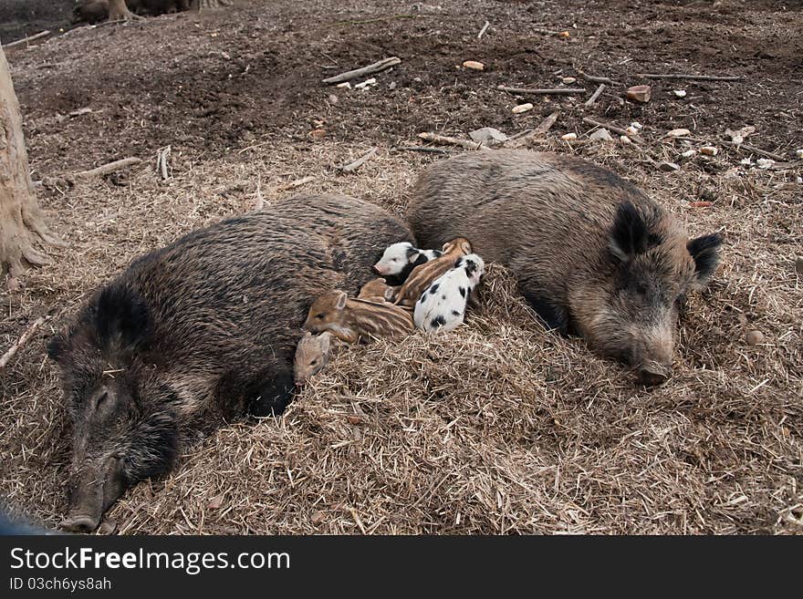 Wild boar family with porkers