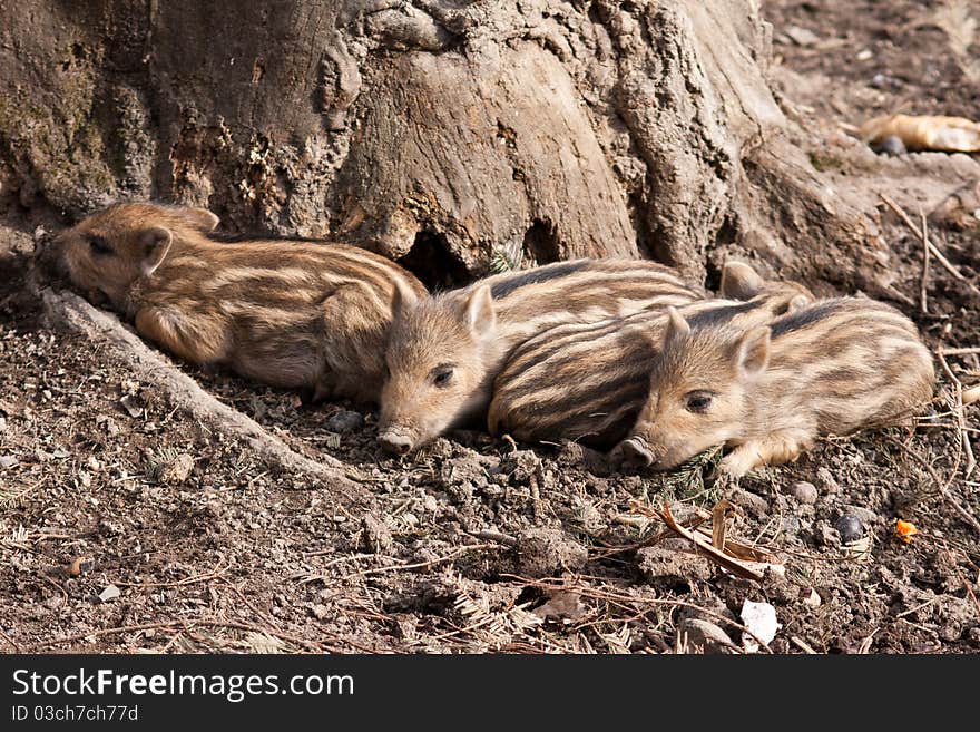 Four wild young pigs togehter. Four wild young pigs togehter