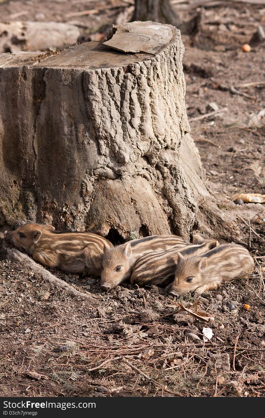 Four wild young pigs togehter. Four wild young pigs togehter