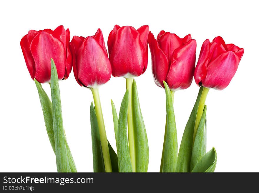 Five fresh red tulip isolated over white background. Five fresh red tulip isolated over white background