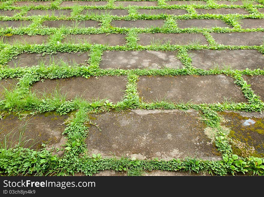 Perspective Walkway and grass In the space of cement sheet