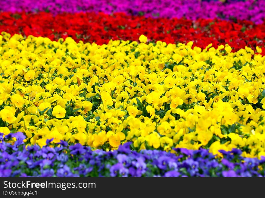 Spring flowers background