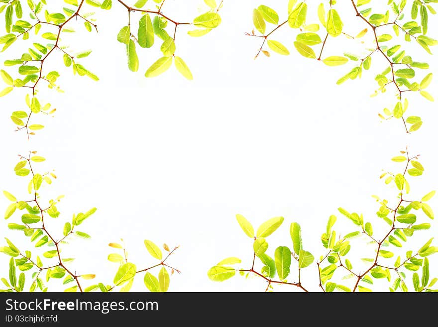 Green leaf frame with space for any text