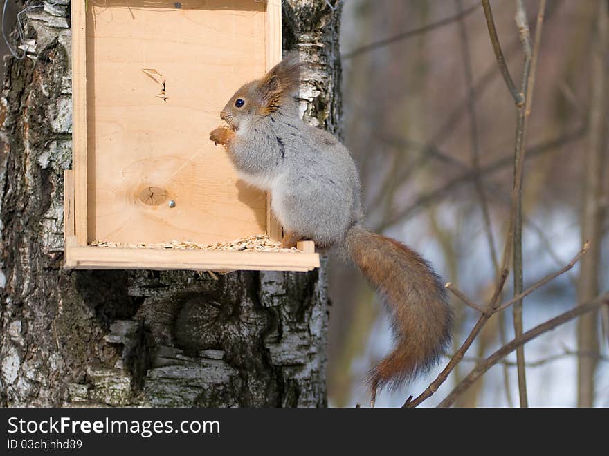 The squirrel eats nutlets sitting in the bird's feeding trough. The squirrel eats nutlets sitting in the bird's feeding trough