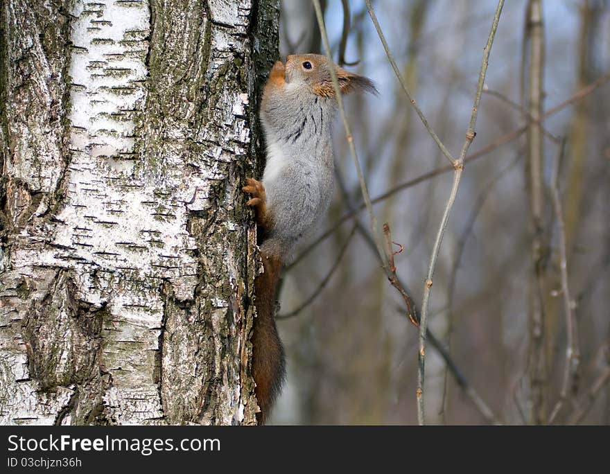 The squirrel eats nutlets sitting in the bird's feeding trough. The squirrel eats nutlets sitting in the bird's feeding trough