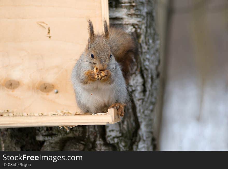 The squirrel eats nutlets sitting in the bird's feeding trough. The squirrel eats nutlets sitting in the bird's feeding trough