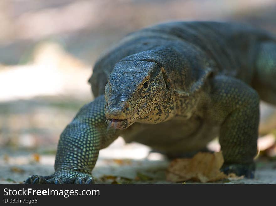 Varan goes on the hunt