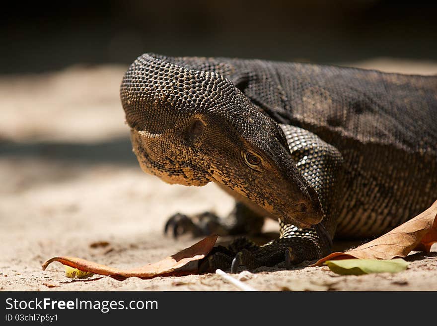 Giant varan resembling a dragon. Giant varan resembling a dragon