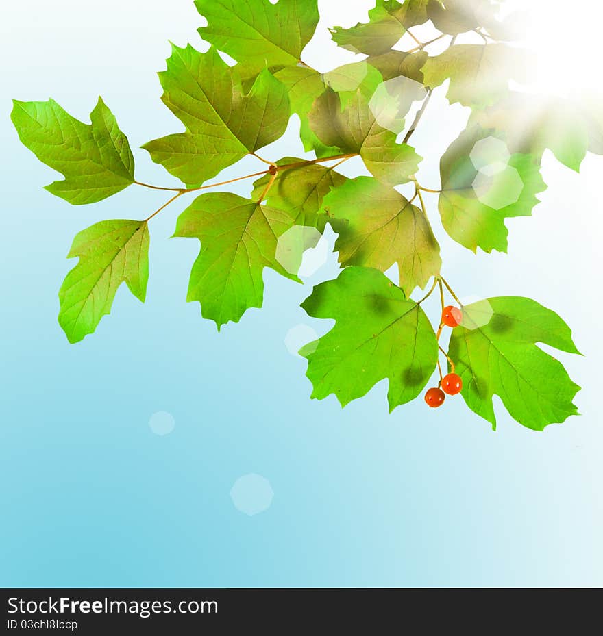 Branch green on blue background with sun ray