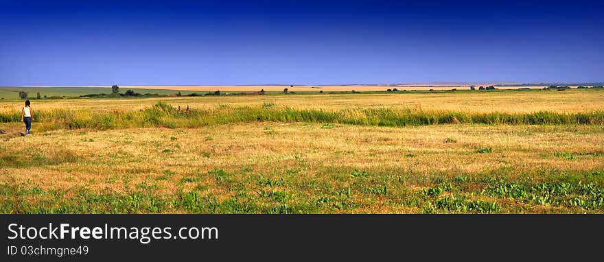 Gold Field Panoramic