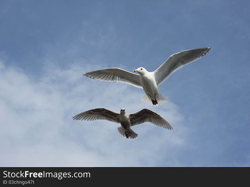 Two seagulls flying