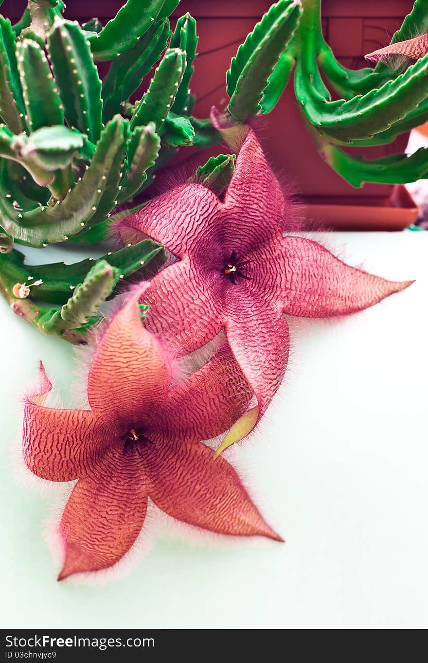 Green cactus Stapelia gigantea blooms in the brown pot on the windowsill. Green cactus Stapelia gigantea blooms in the brown pot on the windowsill