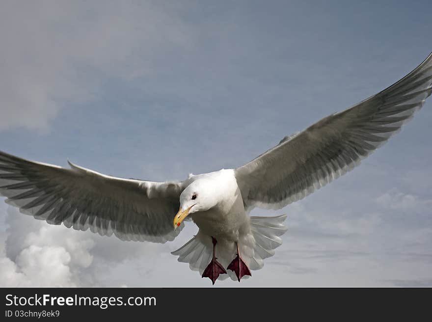 Seagull Close-up