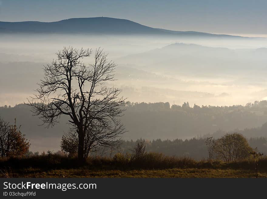 Autumn tree and foggy landscape