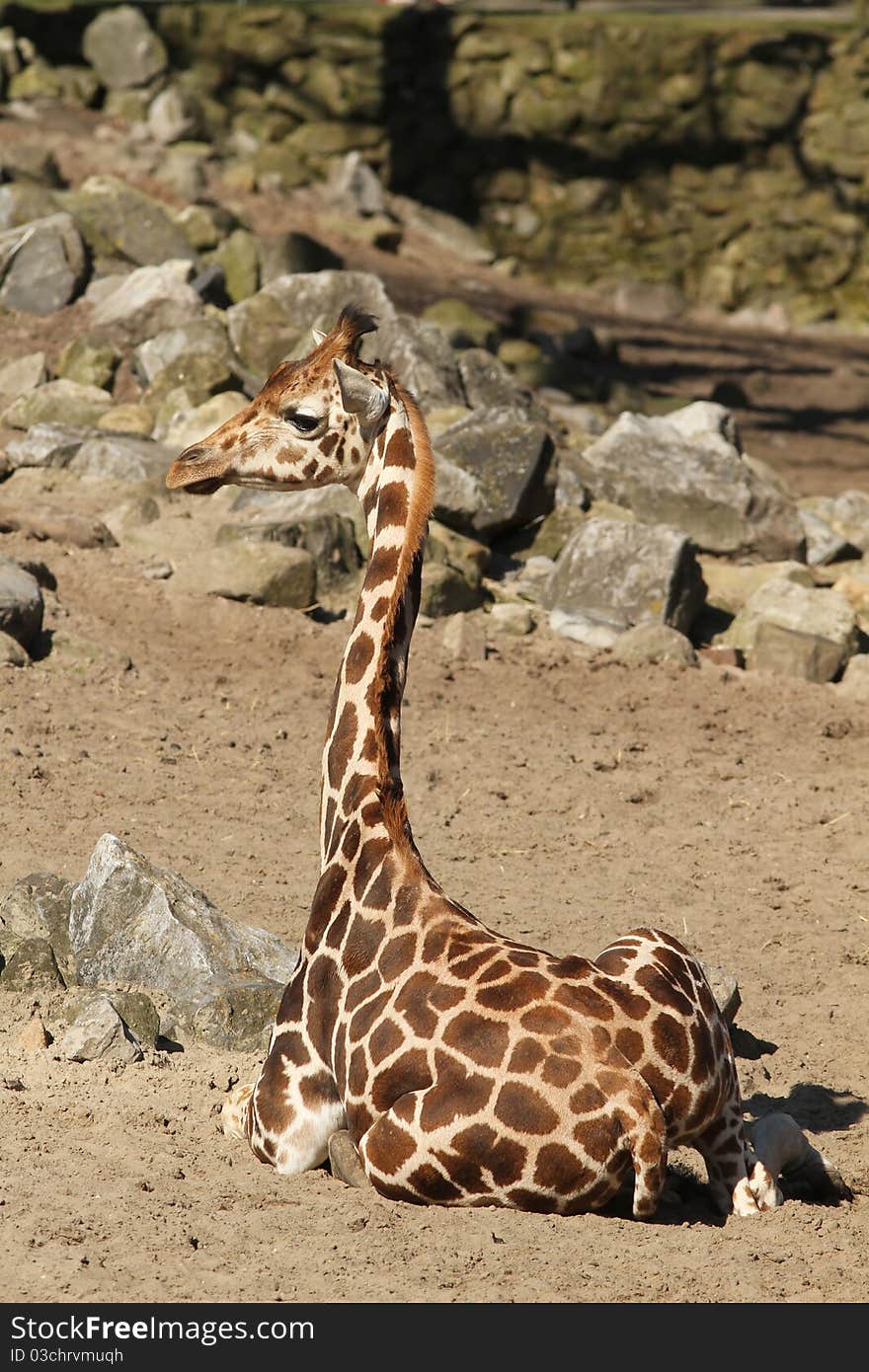 Animals: Giraffe sitting on the ground