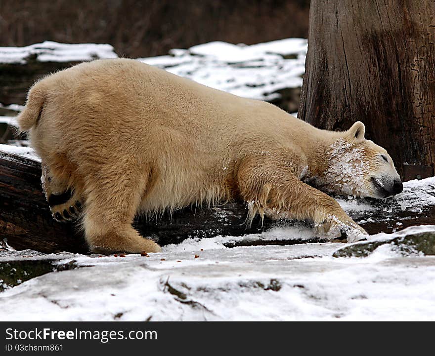 An icebear that ist laying on some wood. An icebear that ist laying on some wood