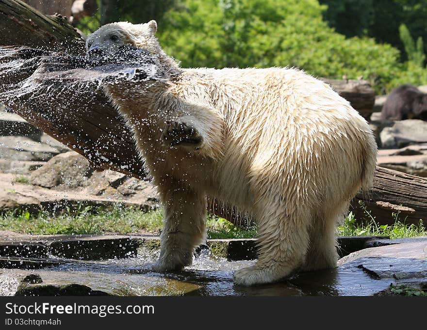 An icebear playing with water. An icebear playing with water