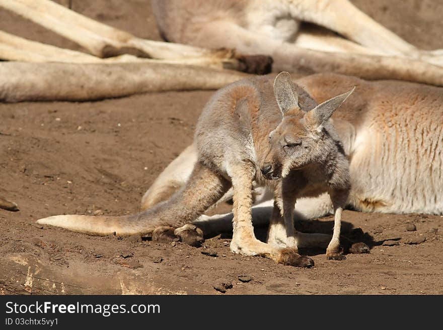 Baby kangaoor looking to the left