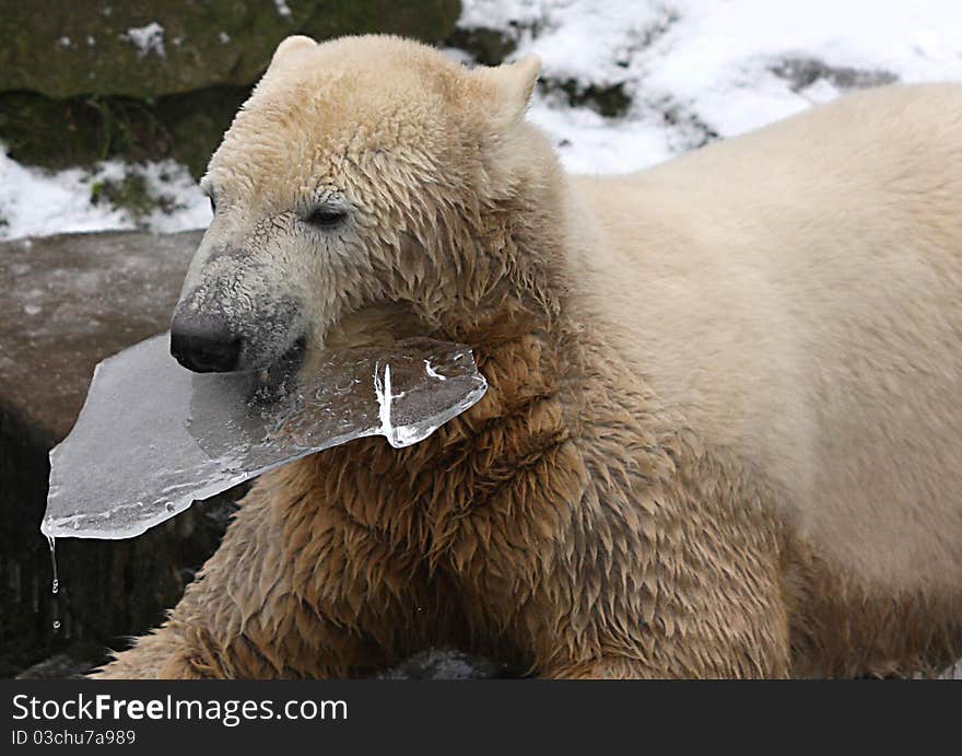 Playing icebear