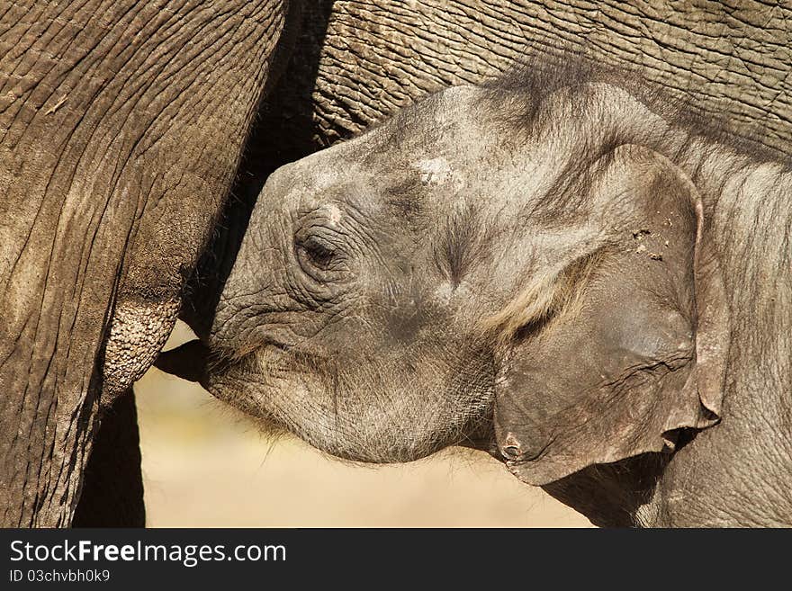 Baby Elephant Drinking