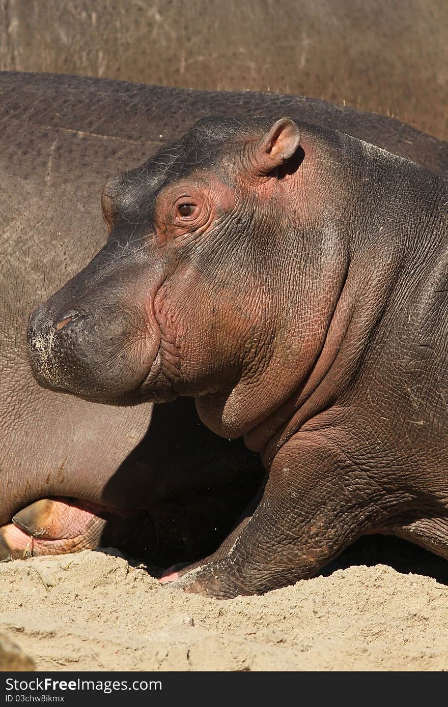 Young hippo trying to stand up