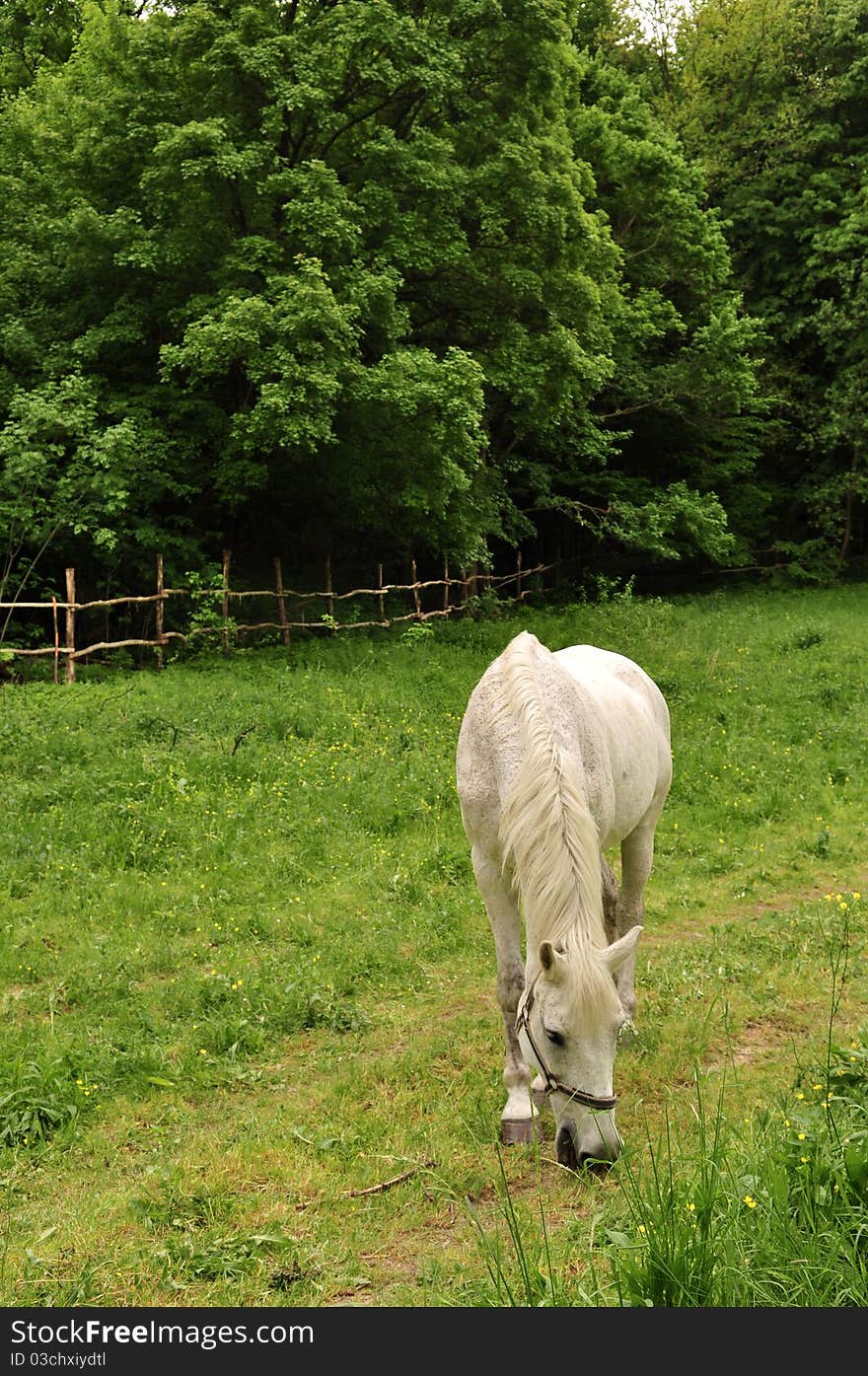 Horse in meadow of Hungary