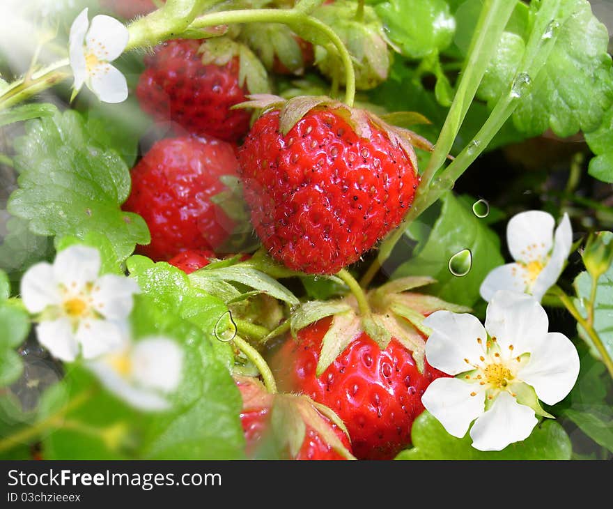 Red strawberries with white flowers on background green sheet