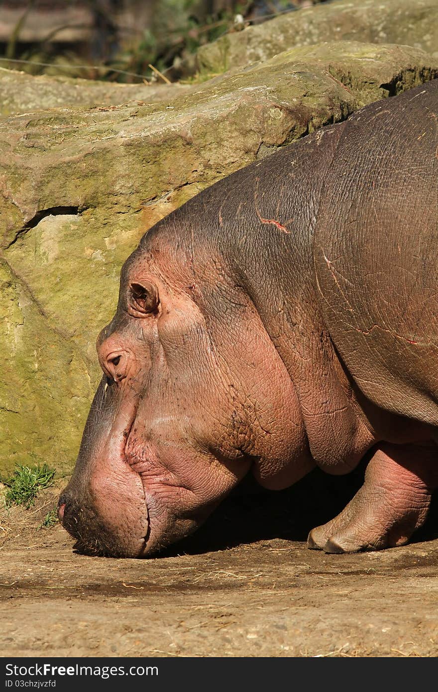 Hippo with its nose to the ground