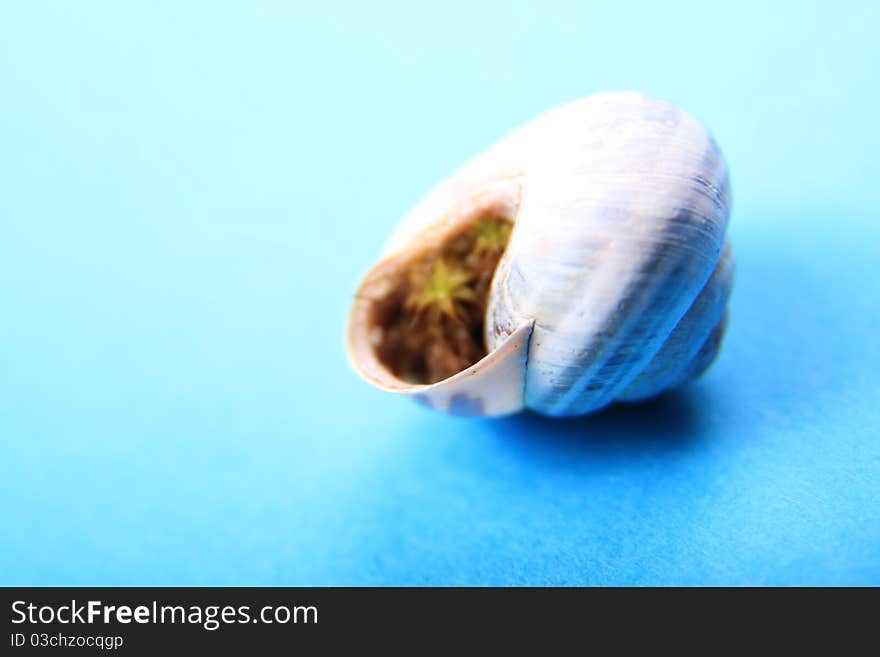 Tiny sea shell with an extremly high depth of field, shot with 1.8 aperature for really soft focus.