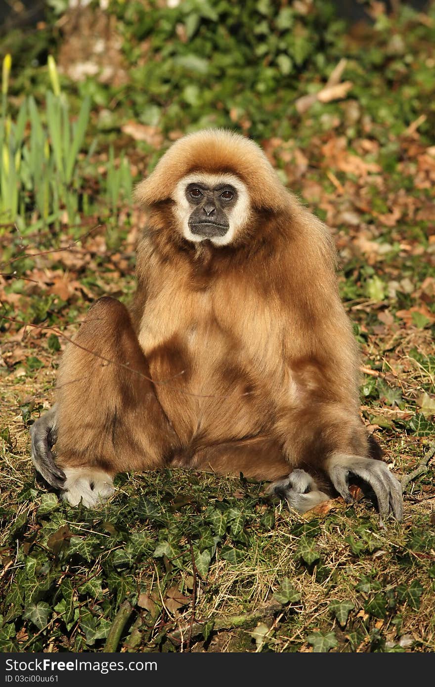 Gibbon sitting on the ground