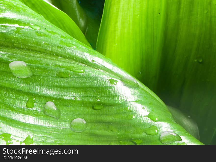 Leaf green macro with drops. Leaf green macro with drops