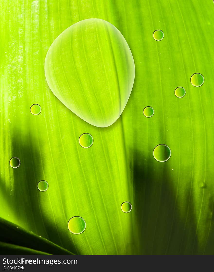 Leaf green macro with drops