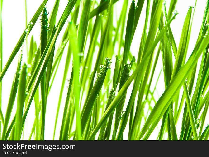 Green grass cereal with drops isolated over white