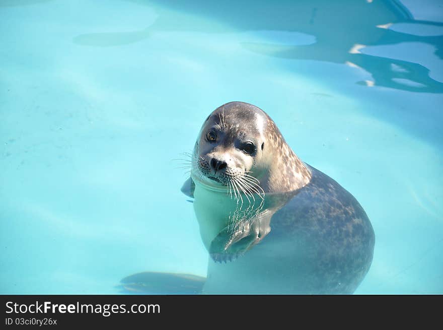 Resting Seal