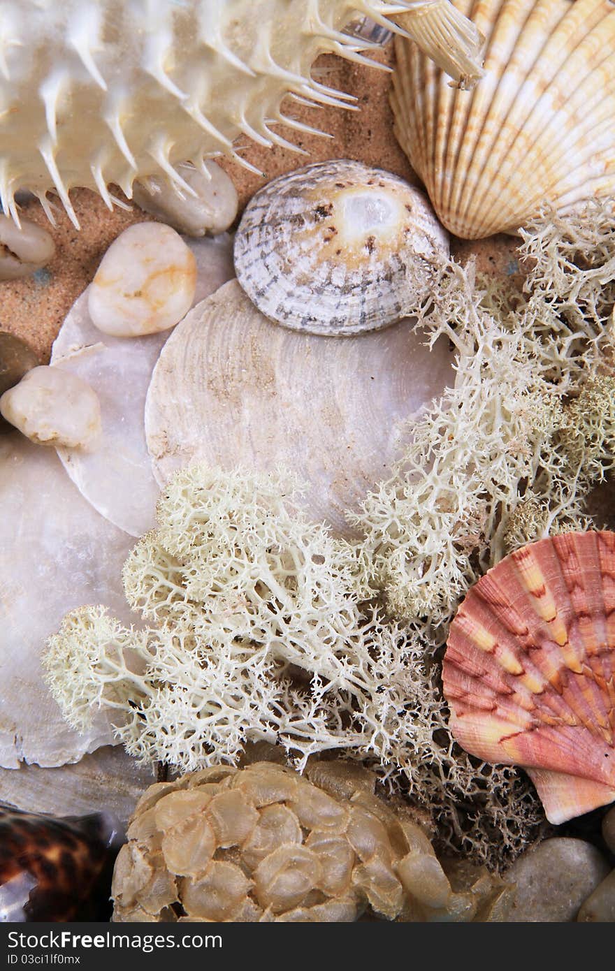 Crowded image of sea shells and fossils on sand. Crowded image of sea shells and fossils on sand