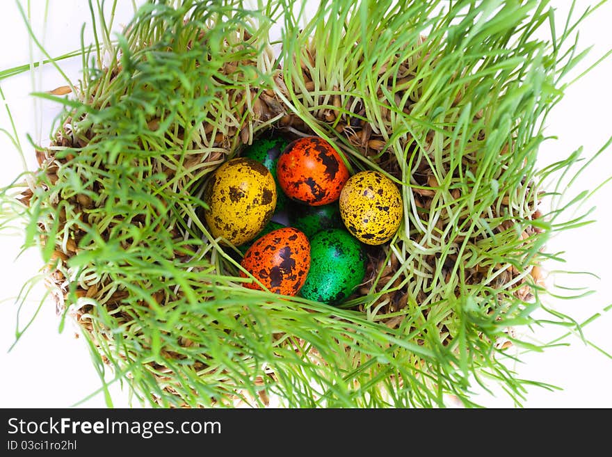 Closeup portrait of Easter colorful eggs on grass