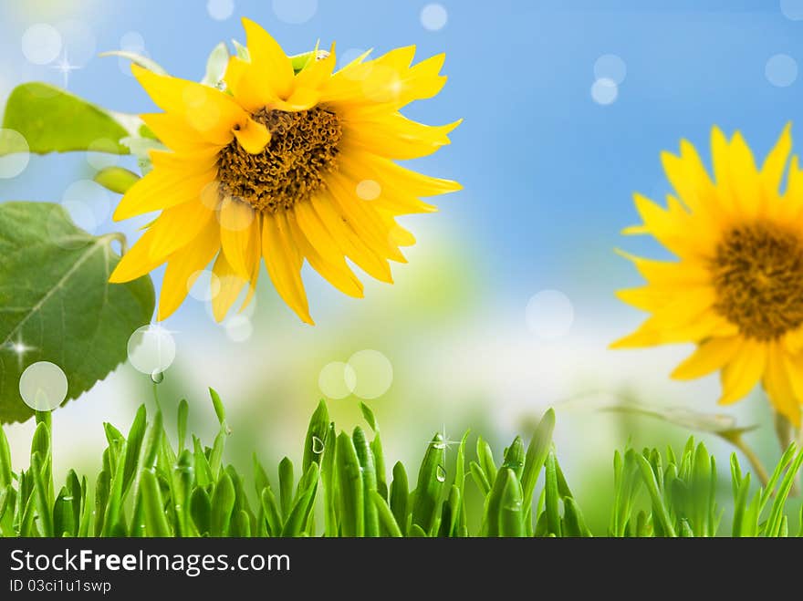 Yellow sunflowers with green leaf on background blue sky with rays sun