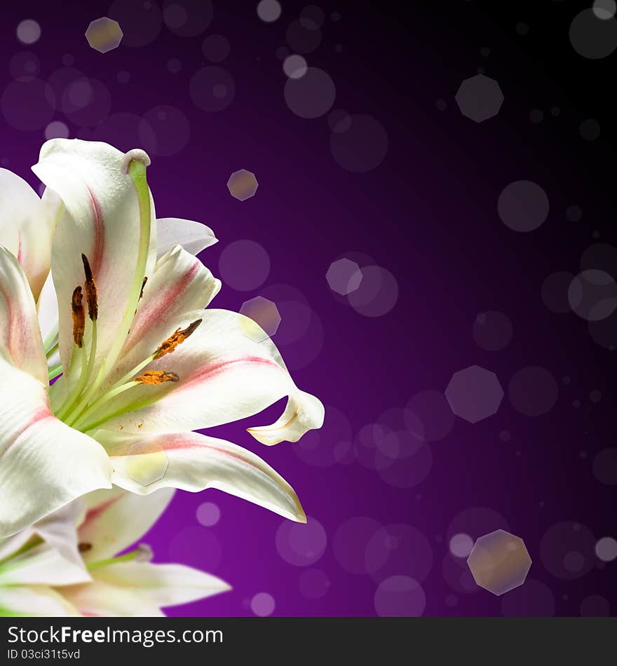 Lily with green leaf on dark background. Lily with green leaf on dark background