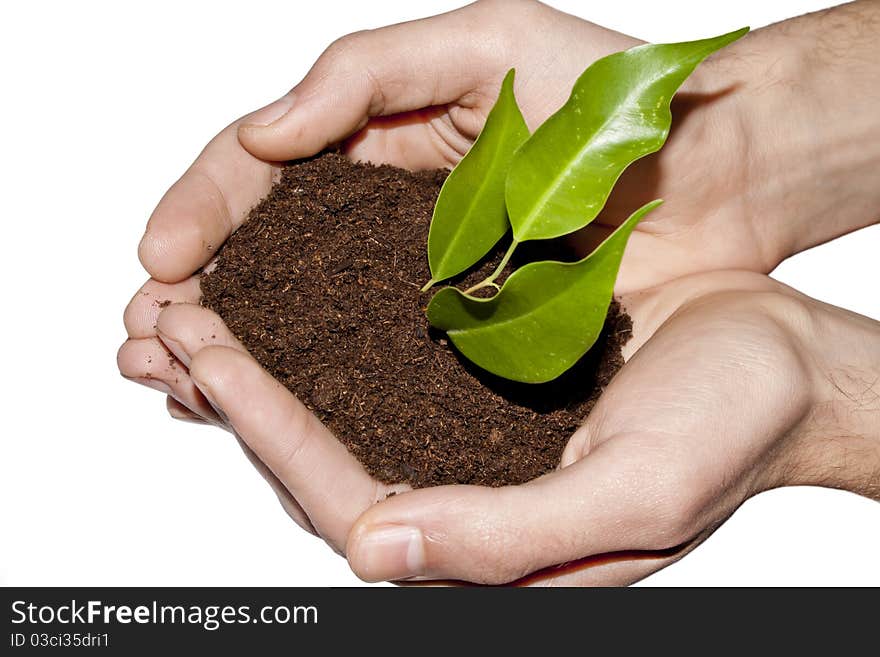 A person holding a small plant in hands