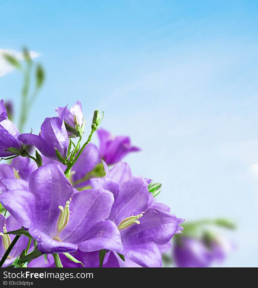 Flowers blue campanula on background sky. Flowers blue campanula on background sky