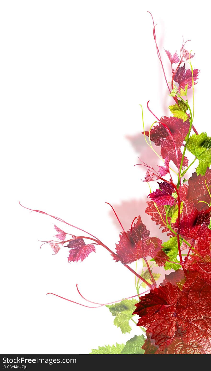 Branch red grape with green leafs isolated over white