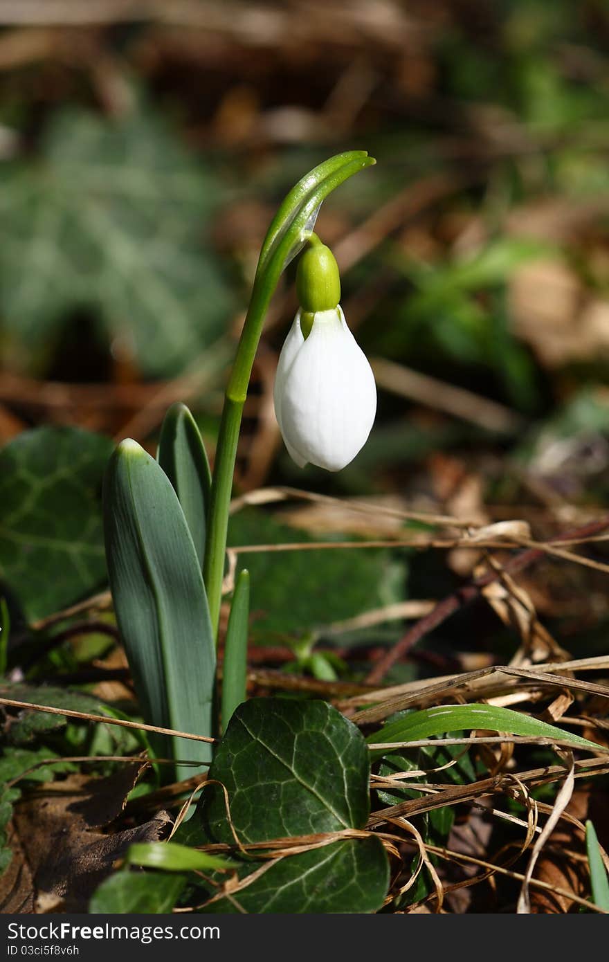 White snowdrop flower