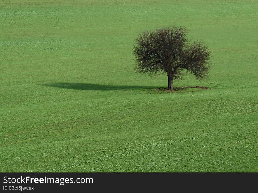 Lone tree on green field