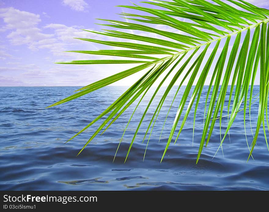 Leaf green palm on background sea and sundown