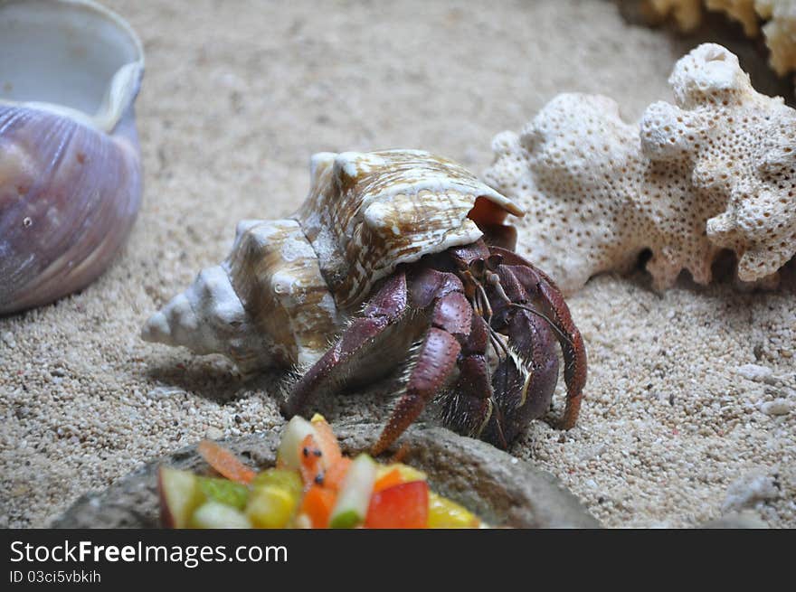 Crab hidden in the shell. Crab hidden in the shell