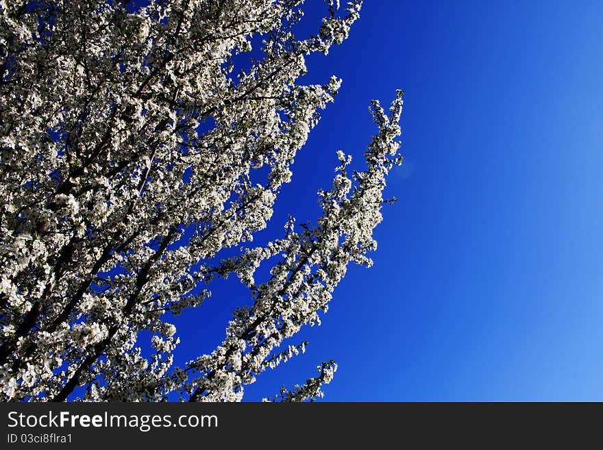 White blooming branch in the blue sky. White blooming branch in the blue sky