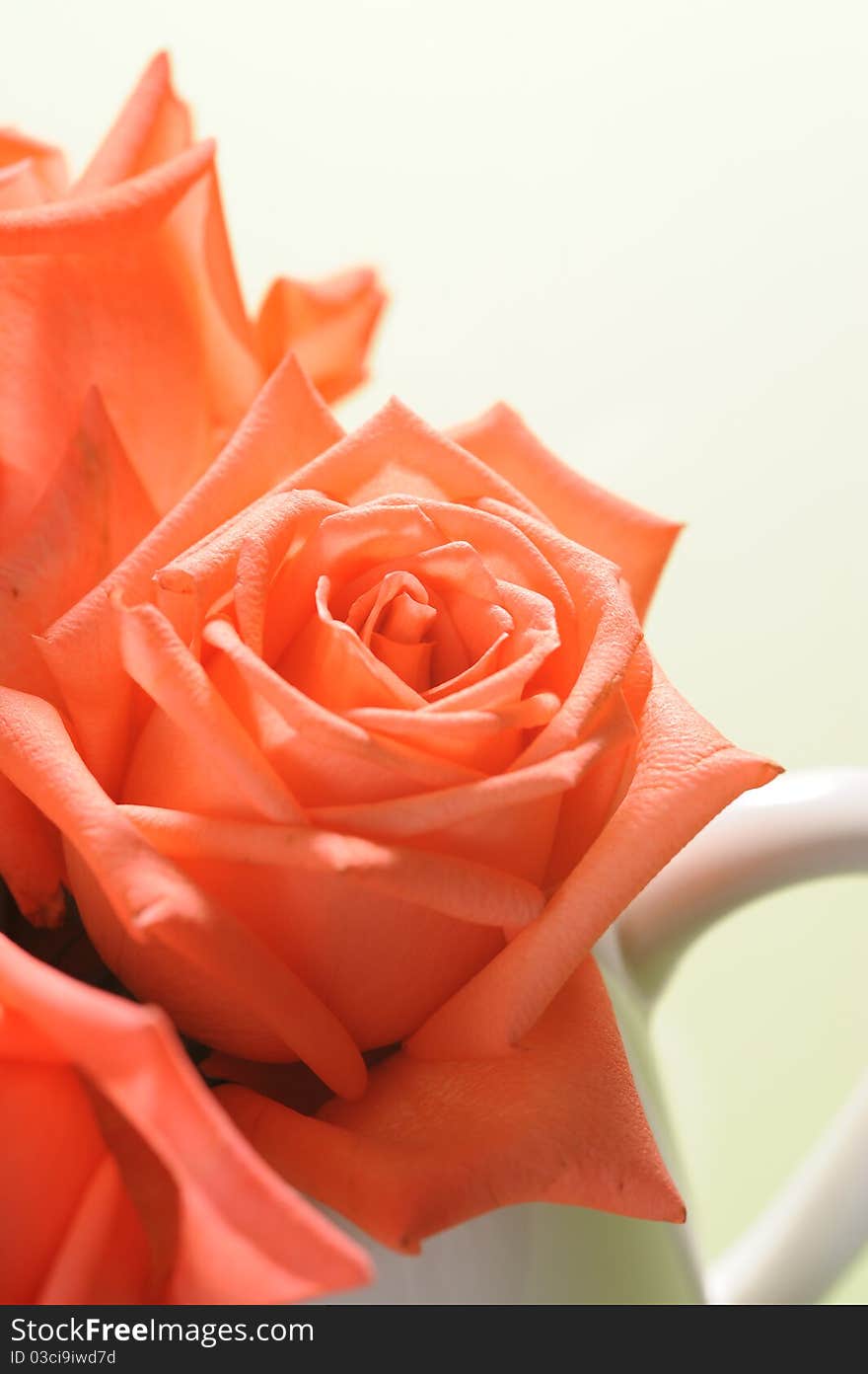 Beautiful rose in studio background