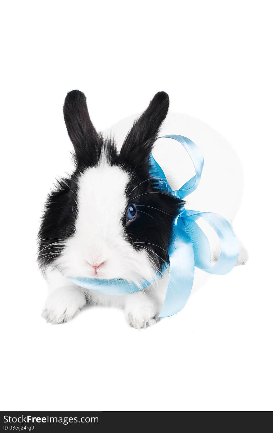 Rabbit with blue ribbon isolated on white