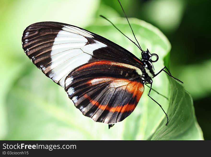 Pretty Butterfly Resting Lightly On a Leaf. Pretty Butterfly Resting Lightly On a Leaf