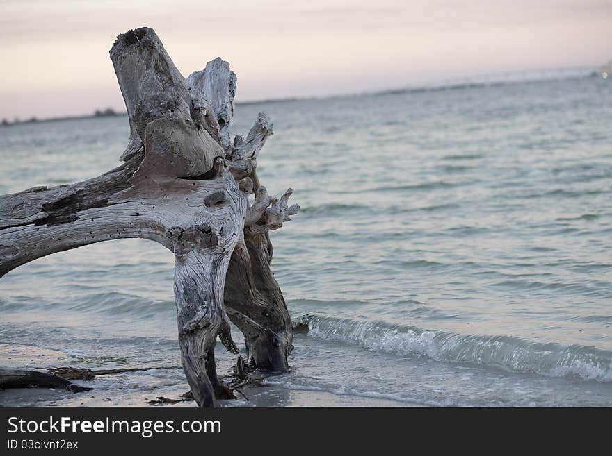 Driftwood